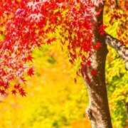 ヒメ日記 2025/11/24 16:57 投稿 リリア ミセスコレクション