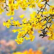 ヒメ日記 2025/11/24 17:03 投稿 リリア ミセスコレクション