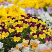 ヒメ日記 2025/12/02 06:13 投稿 リリア ミセスコレクション