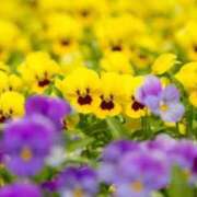 ヒメ日記 2025/12/02 06:15 投稿 リリア ミセスコレクション