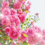 ヒメ日記 2025/12/17 06:13 投稿 リリア ミセスコレクション