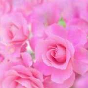 ヒメ日記 2025/12/17 06:33 投稿 リリア ミセスコレクション