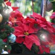 ヒメ日記 2025/12/21 07:03 投稿 リリア ミセスコレクション