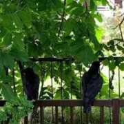 ヒメ日記 2025/07/23 13:29 投稿 じゅん 完熟ばなな札幌・すすきの