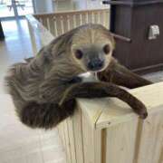 ヒメ日記 2025/04/12 15:17 投稿 まい 岐阜岐南各務原ちゃんこ