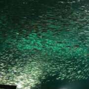 ヒメ日記 2025/08/18 18:47 投稿 まい 岐阜岐南各務原ちゃんこ