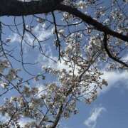 ヒメ日記 2025/04/12 03:36 投稿 ももな 錦糸町みるみる(ユメオト)