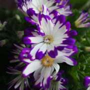 ヒメ日記 2025/01/11 14:39 投稿 如月 熟女待機所 厚木店