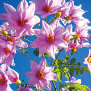 ヒメ日記 2025/09/06 12:46 投稿 如月 熟女待機所 厚木店