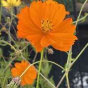 ヒメ日記 2025/10/01 12:46 投稿 如月 熟女待機所 厚木店