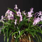 ヒメ日記 2025/10/24 17:06 投稿 如月 熟女待機所 厚木店