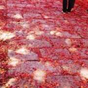 ヒメ日記 2025/11/08 10:26 投稿 如月 熟女待機所 厚木店