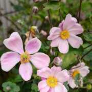 ヒメ日記 2025/11/17 22:45 投稿 如月 熟女待機所 厚木店