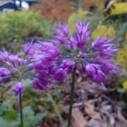 ヒメ日記 2025/11/24 15:25 投稿 如月 熟女待機所 厚木店