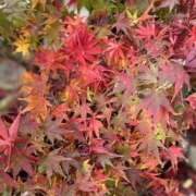 ヒメ日記 2025/12/17 14:45 投稿 如月 熟女待機所 厚木店