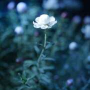 ヒメ日記 2026/01/28 21:25 投稿 如月 熟女待機所 厚木店