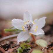 ヒメ日記 2026/02/11 15:05 投稿 如月 熟女待機所 厚木店