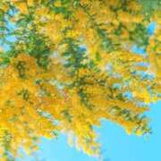 如月 今週の出勤予定 熟女待機所 厚木店