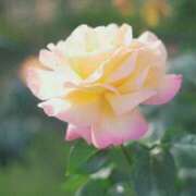 ヒメ日記 2026/03/19 18:46 投稿 如月 熟女待機所 厚木店