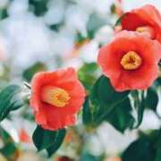 ヒメ日記 2026/03/25 23:06 投稿 如月 熟女待機所 厚木店