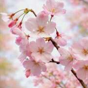 如月 出勤しました!! 熟女待機所 厚木店