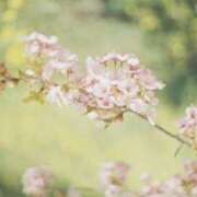 ヒメ日記 2026/04/22 21:25 投稿 如月 熟女待機所 厚木店