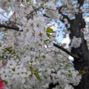 ヒメ日記 2025/04/16 14:13 投稿 るい しろうと娘　本店