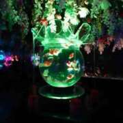 うらん うらん🫶🏻 世界のあんぷり亭 柏