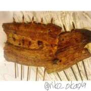 ヒメ日記 2025/03/16 12:50 投稿 りこ 静岡人妻なでしこ（カサブランカグループ)