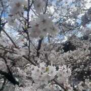 ヒメ日記 2025/04/08 12:40 投稿 まゆ スッキリ！！日本橋店