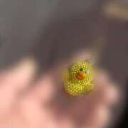 ヒメ日記 2025/12/12 19:50 投稿 とわ 綺麗なお姉様専門　新横浜リング4C（アンジェリークグループ）