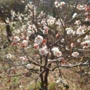 ヒメ日記 2025/03/11 00:02 投稿 【教師】ゆずき ピサージュ甲府