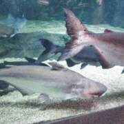 ヒメ日記 2025/04/19 15:03 投稿 えりか 大高・大府市・東海市ちゃんこ