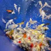 ヒメ日記 2025/04/03 17:41 投稿 きこ ポッキリ学園 ～モテモテハーレムごっこ～