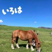 ヒメ日記 2026/01/29 12:09 投稿 小花いろは 池袋パラダイス