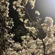 ヒメ日記 2025/04/01 21:15 投稿 夢野あんな Aroma Garden（アロマガーデン）