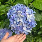 ヒメ日記 2025/06/28 20:50 投稿 夢野あんな Aroma Garden（アロマガーデン）