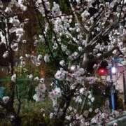 ヒメ日記 2025/02/25 23:42 投稿 ももこ 鶯谷おかあさん