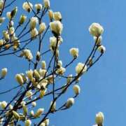 ヒメ日記 2026/03/11 11:30 投稿 まなみ★ 恵里亜(エリア)