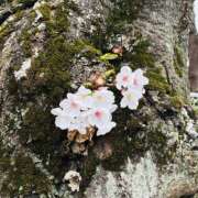 ヒメ日記 2026/03/31 11:30 投稿 まなみ★ 恵里亜(エリア)