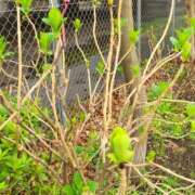 ヒメ日記 2025/03/31 06:36 投稿 れんか★ 恵里亜(エリア)