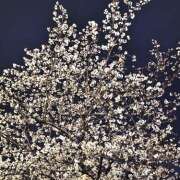 ヒメ日記 2025/04/09 06:47 投稿 れんか★ 恵里亜(エリア)