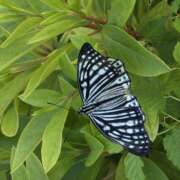 ヒメ日記 2025/05/05 07:25 投稿 れんか★ 恵里亜(エリア)