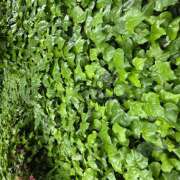 ヒメ日記 2025/05/12 20:24 投稿 れんか★ 恵里亜(エリア)