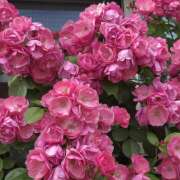 ヒメ日記 2025/05/17 05:20 投稿 れんか★ 恵里亜(エリア)