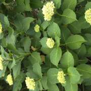 ヒメ日記 2025/05/19 06:01 投稿 れんか★ 恵里亜(エリア)