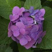 ヒメ日記 2025/06/09 06:00 投稿 れんか★ 恵里亜(エリア)