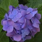 ヒメ日記 2025/06/16 06:00 投稿 れんか★ 恵里亜(エリア)