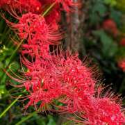 ヒメ日記 2025/10/07 06:42 投稿 れんか★ 恵里亜(エリア)