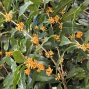 ヒメ日記 2025/10/21 06:45 投稿 れんか★ 恵里亜(エリア)